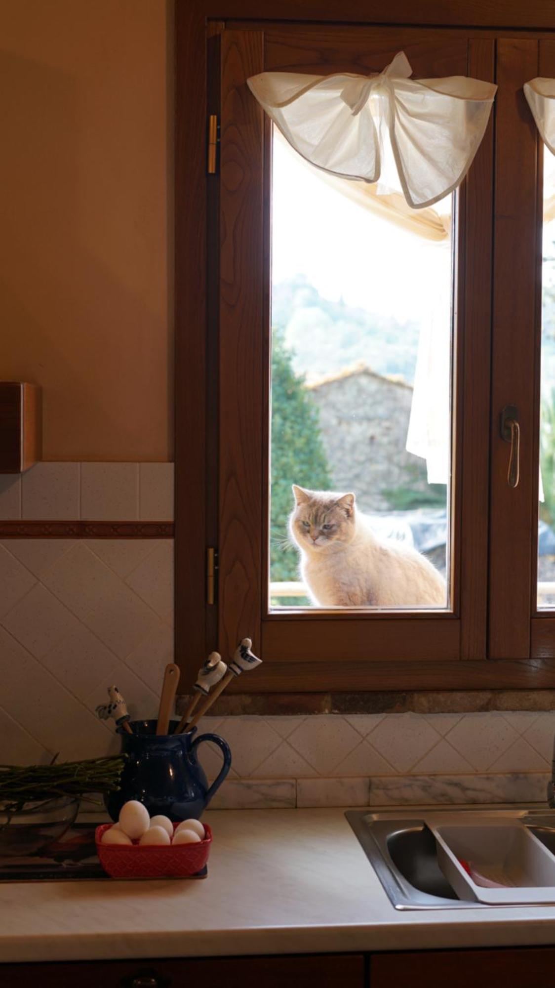 Agriturismo Podere Le Tombe Guest House Palaia Eksteriør bilde