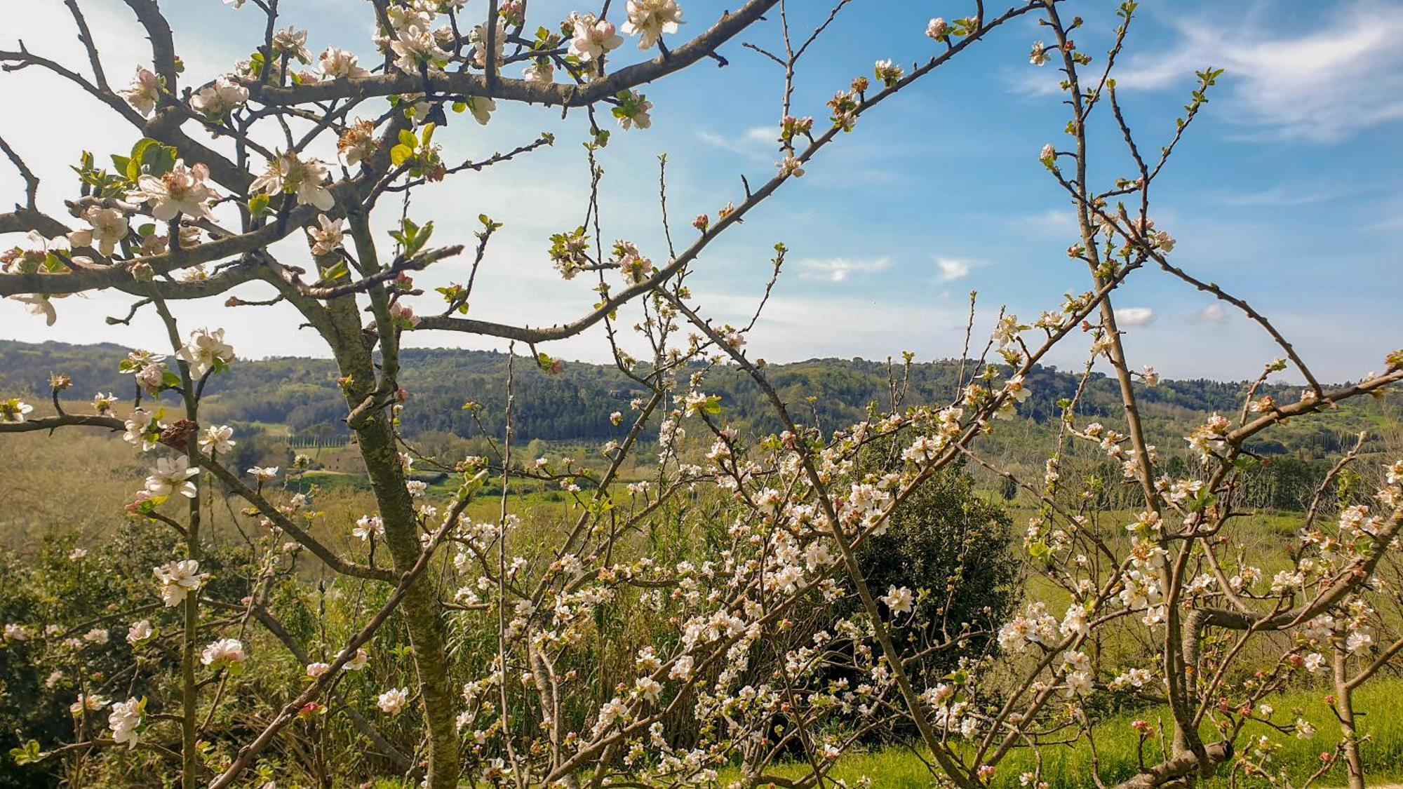 Agriturismo Podere Le Tombe Guest House Palaia Eksteriør bilde