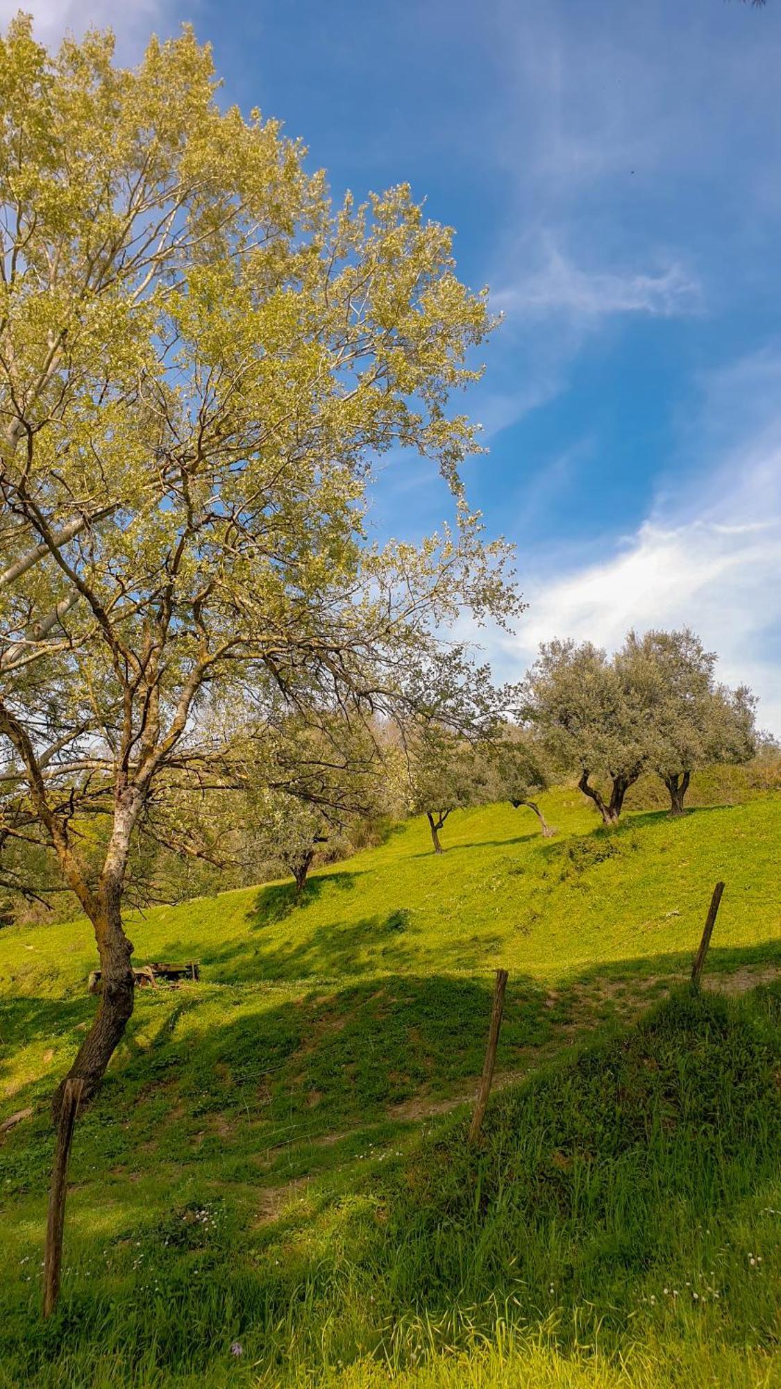Agriturismo Podere Le Tombe Guest House Palaia Eksteriør bilde