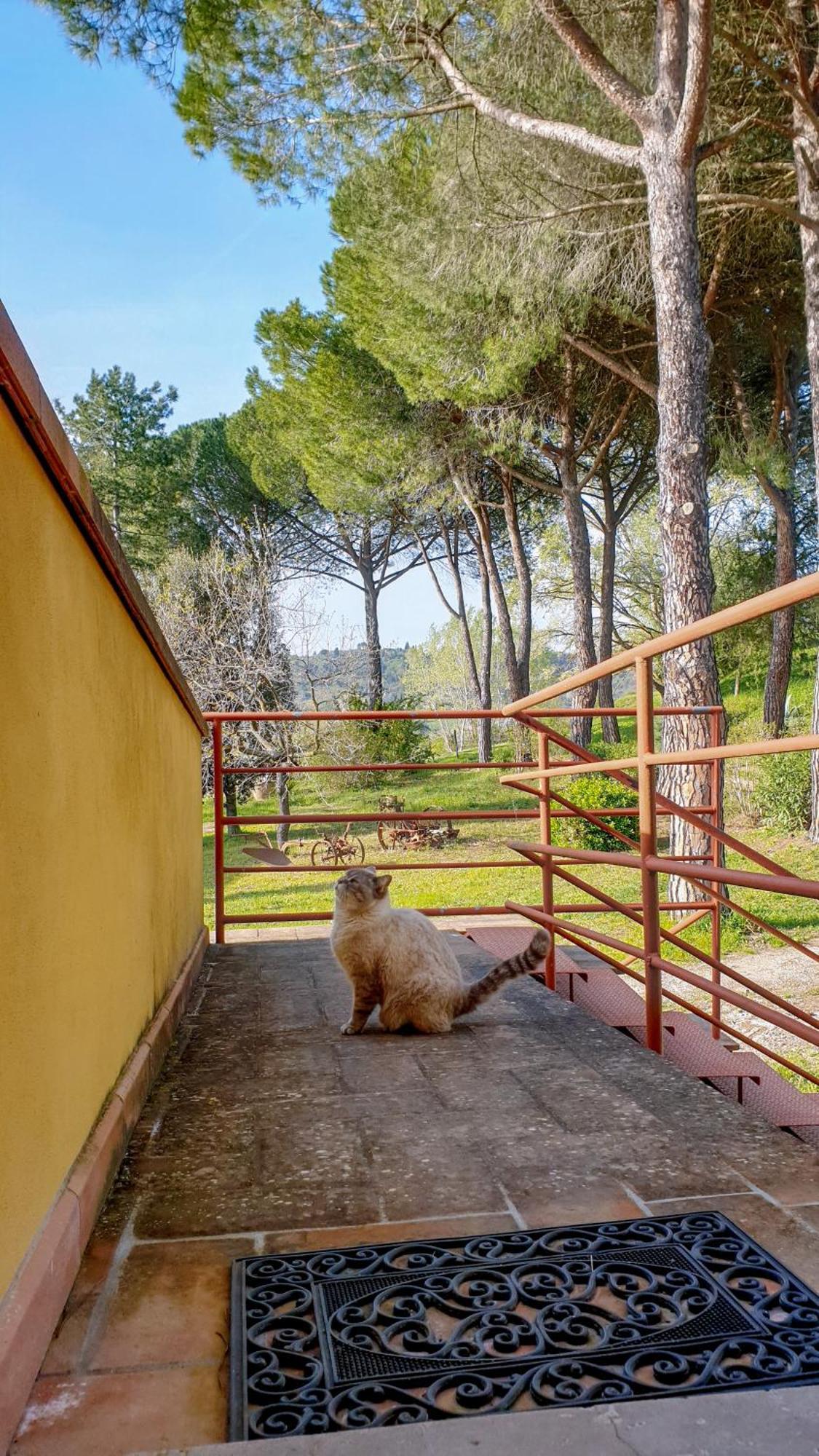 Agriturismo Podere Le Tombe Guest House Palaia Eksteriør bilde